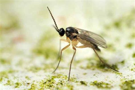 Fungus Gnat Identification Guide How To Get Rid Of Fungus Gnats