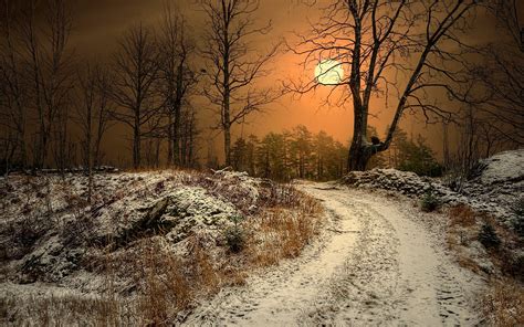 Winter Sun Norway Dirt Road Trees Nature Landscape Dry Grass