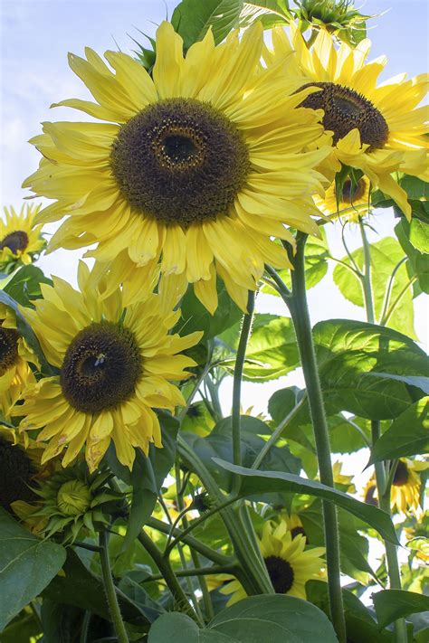 15 Beautiful Types Of Sunflowers To Add Some Sunshine To Your Garden