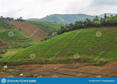 Natural Scenic Beauty Of Terrestrial Farming In Ooty Stock Image