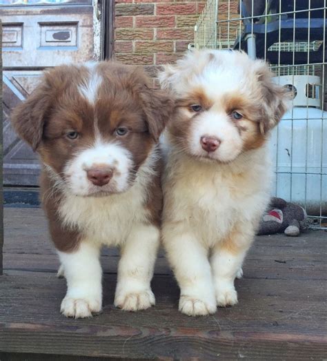 However, free aussie dogs and puppies are a rarity as rescues usually charge a small adoption fee to cover their expenses (usually less than $200). Australian Shepherds puppies for adoption Offer