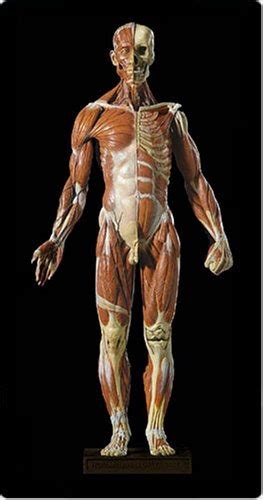 Muscle And Skeleton Model Medical Quality Anatomical Muscle Model
