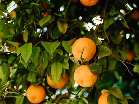 Dwarf patio fruit trees include lemon, apple, fig, orange, peach, pomegranate and cherry. 17 Dwarf Trees that are Perfect for Small Spaces