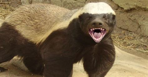 The World Record Holder Honey Badger Worlds Most Fearless