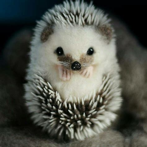 Curled Hedgehog Cute Wild Animals Cute Baby Animals Cute Animals
