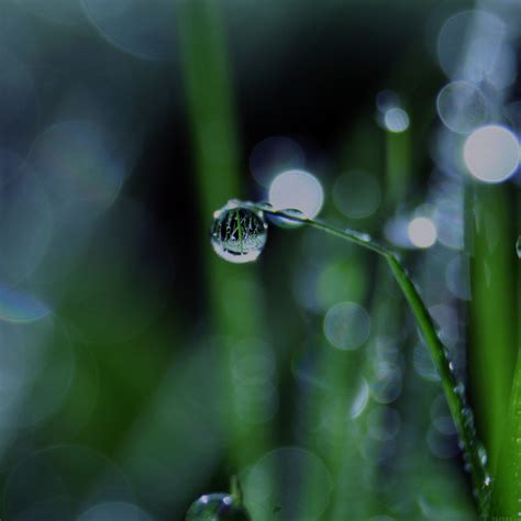 Mk62 Bokeh Leaf Raindrop Dark Nature Pure Wallpaper