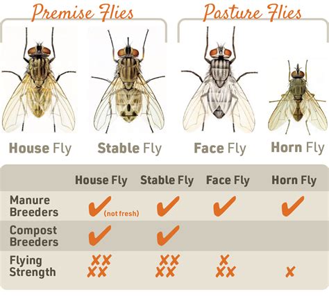 cattle fly control methods and strategies ifa s helping to grow blog
