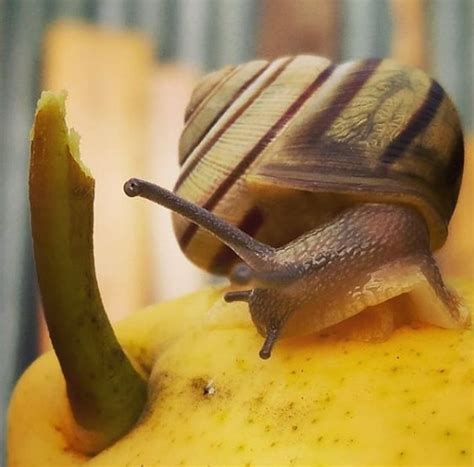 14 Pros And Cons Of Achatina Snails Petpress