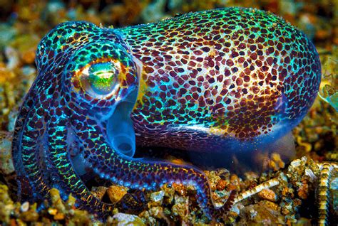 Bobtail Squid Have A Symbiotic Relationship With Bioluminescent