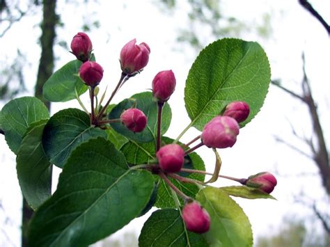 Crab Apple Malus Sylvestris