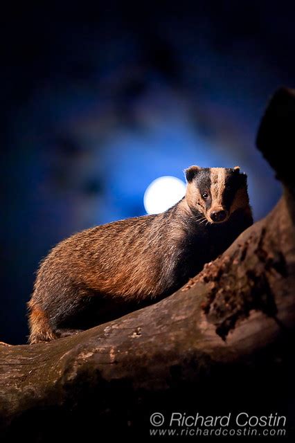 Wild Badger At Night Night With The Moon Behind European B Flickr