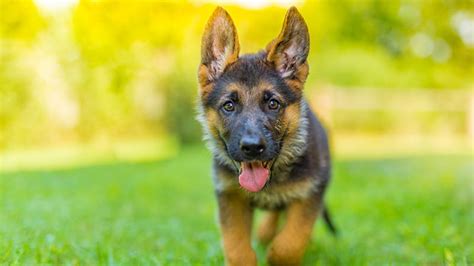 Maybe you would like to learn more about one of these? The Puppy Store Las Vegas - Puppies for Sale in Las Vegas - Pet Stores - Dogs for Sale