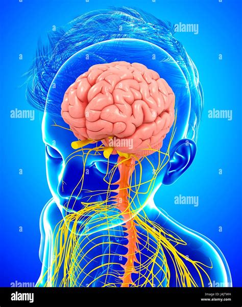 Illustration Of A Childs Brain And Nervous System Stock Photo Alamy