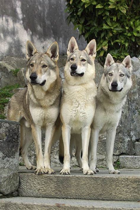 Do German Shepherds Look Like Wolves