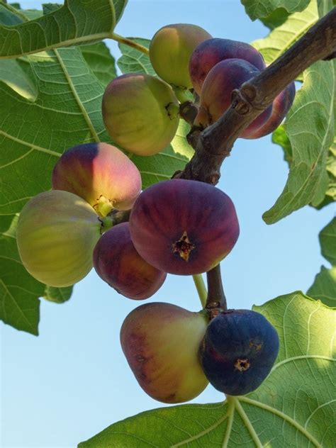 Fig Tree Varieties How Many Types Of Fig Trees Are There