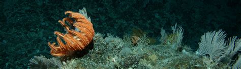About The Census Of Marine Life Census Of Marine Life