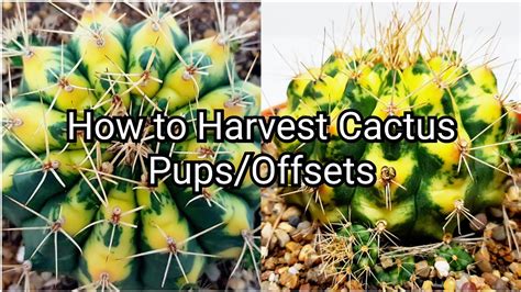 How To Harvest Cactus Pupsoffsets Youtube