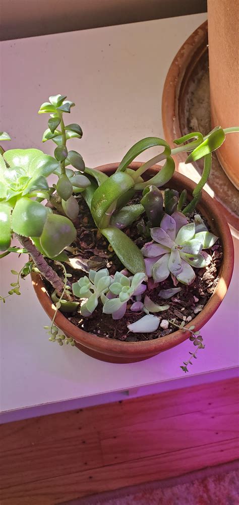 Had Anyone Had Success Growing Sun Loving Succulents Indoors With
