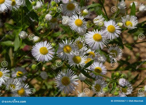 erigeron annuus flowers also known as fleabane daisy fleabane or eastern daisy fleabane