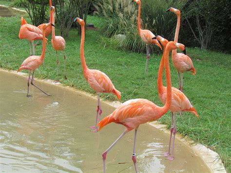 Pink Flamingos Free Stock Photo Public Domain Pictures