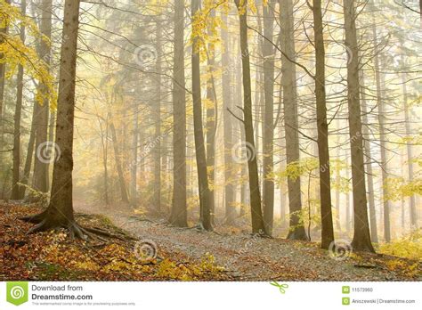 Beautiful Autumn Forest Walk In The Fog Stock Photo