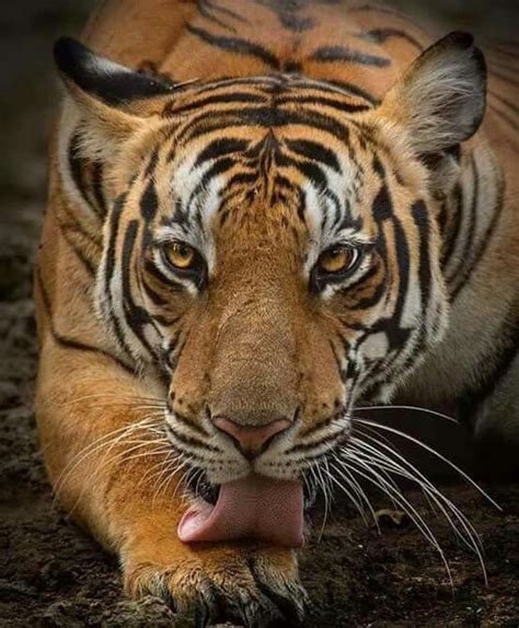 Save The Tiger Tiger Love All Animals Pictures Funny Animal Pictures