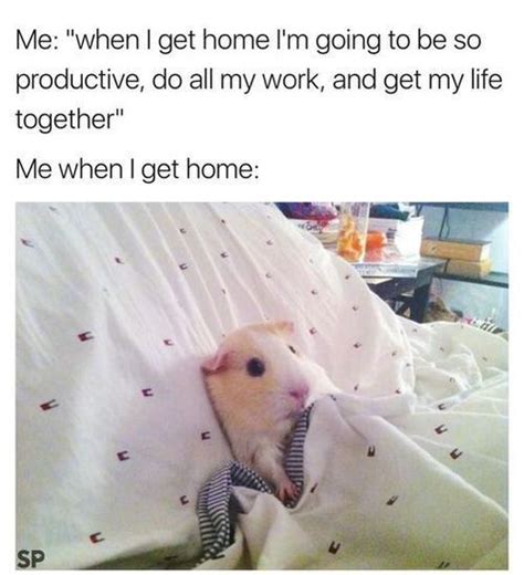 15 Funny Hamster Memes To Get You Through Friday With Images Funny