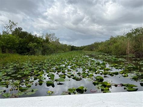 Everglades Safari Park Miami Atualizado 2022 O Que Saber Antes De