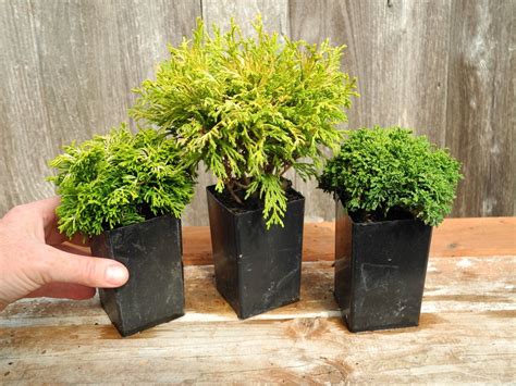 Miniature Garden Tiny Tree Set Of 3 For Fairy Garden Pre Etsy