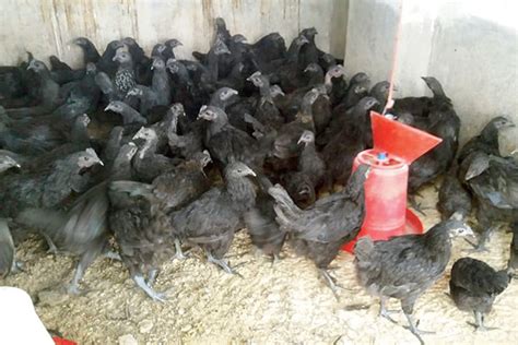 We`ll focus on how you can make money by raising chicken. Government takes initiative in Poultry farming - Anandabazar