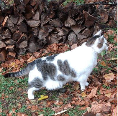 In fact, the loose skin on their entire body allows them to wiggle out of tight places more easily. Does your cat need a tummy tuck? - Heal at Home Pet Care