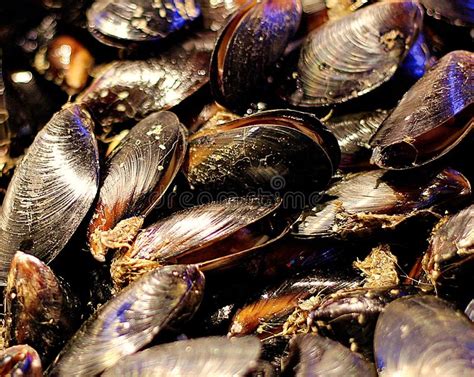 A Bed Of Freshwater Mussels Stock Photo Image Of Freshwater Popular
