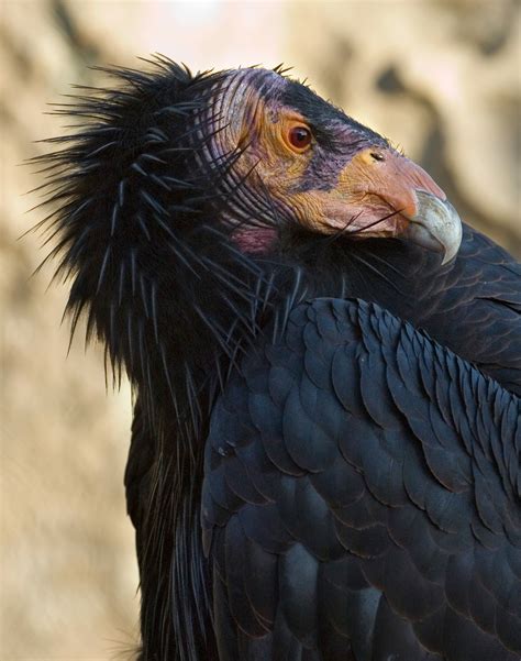 California condor gymnogyps californianus status endangered listed march 11, 1967 family cathartidae (new world vulture) description large vulture; Species Recovery - California Condor-Gymnogyps californianus