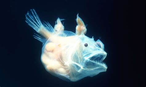 Deep Sea Angler Fish Nemo