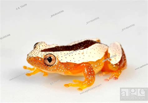 Greater Leaf Folding Frog Banana Frog Fornasinis Spiny Reed Frog
