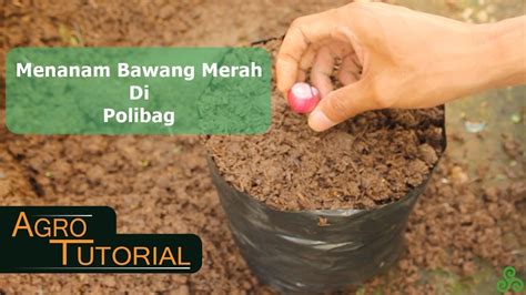 Menurut sebuah penelitian, masa tanam bawang putih berkisar antara 90 hingga 120 hari. Cara Tanam Bawang Merah Dalam Polybag - Berbagi Tanam