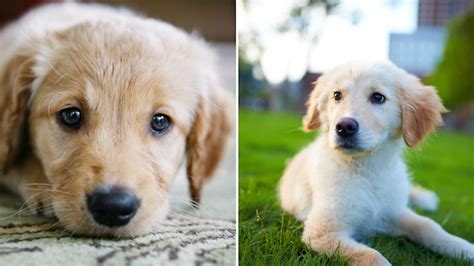 12 Pictures Of Golden Retriever Puppies To Instantly