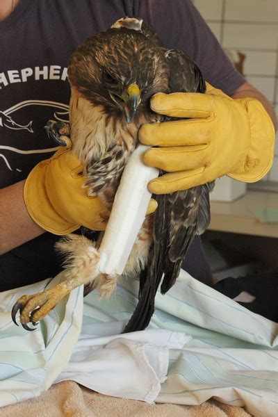 In Care This Week Red Tailed Hawk International Bird Rescue