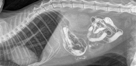 Симптомы язвы желудка диета Лечение язвы желудка у собаки: симптомы, чем кормить Лечение язвы желудка у собаки: симптомы, чем кормить Симптомы язвы желудка диета