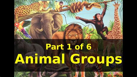 Animals And The Names Of The Animal Group Part 1 Of 6 Animal Groups