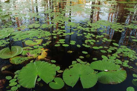 Lily Pads In Swamp Photograph By Tony Sweet Pixels