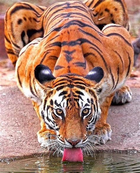 Majestic Tiger In India Caught On Camera Lovely Portrait Credit
