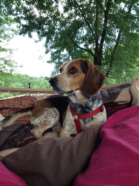 Picture is not her, but looks almost identical. Bentley, Blue Tick Beagle