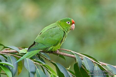 Birds In Focus Crimson Fronted Parakeet