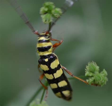 List Background Images Long Horned Beetle Pictures Excellent