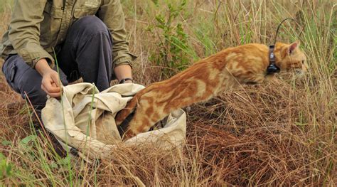 It can have devastating effects in pregnant women, resulting in anything from stillbirth to. Feral Cat and Fox Control - AWC - Australian Wildlife ...