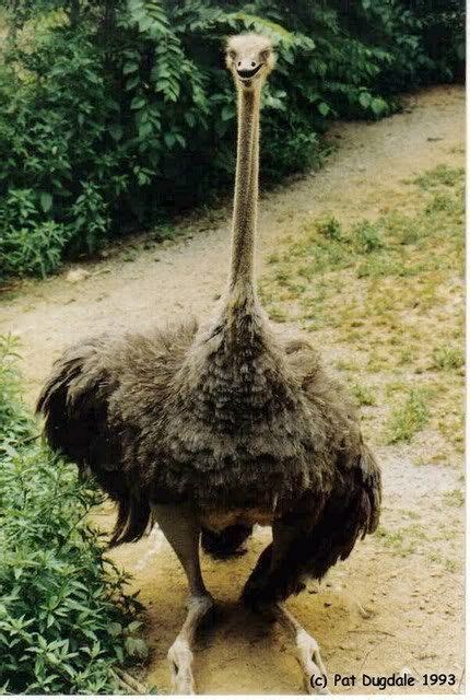 An Ostrich With Its Head In The Sand Is Just As Blind To Opportunity