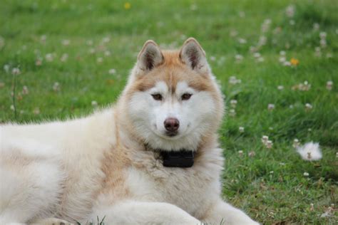 Husky Siberiano Cuidados Características Y Curiosidades