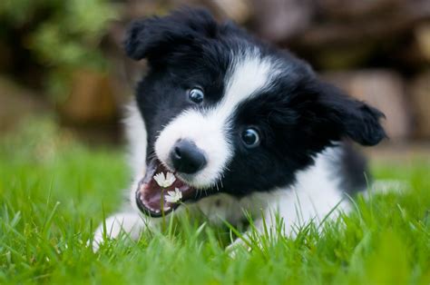 Cute Pictures Of Border Collies Popsugar Pets Photo 9