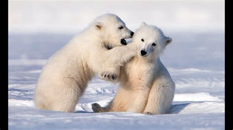 Adorably Cute Polar Bear Cubs Go Sledging Animales Bebés Animales